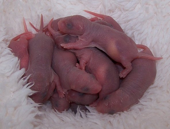 Новорожденные крысята: развитие, уход и кормление