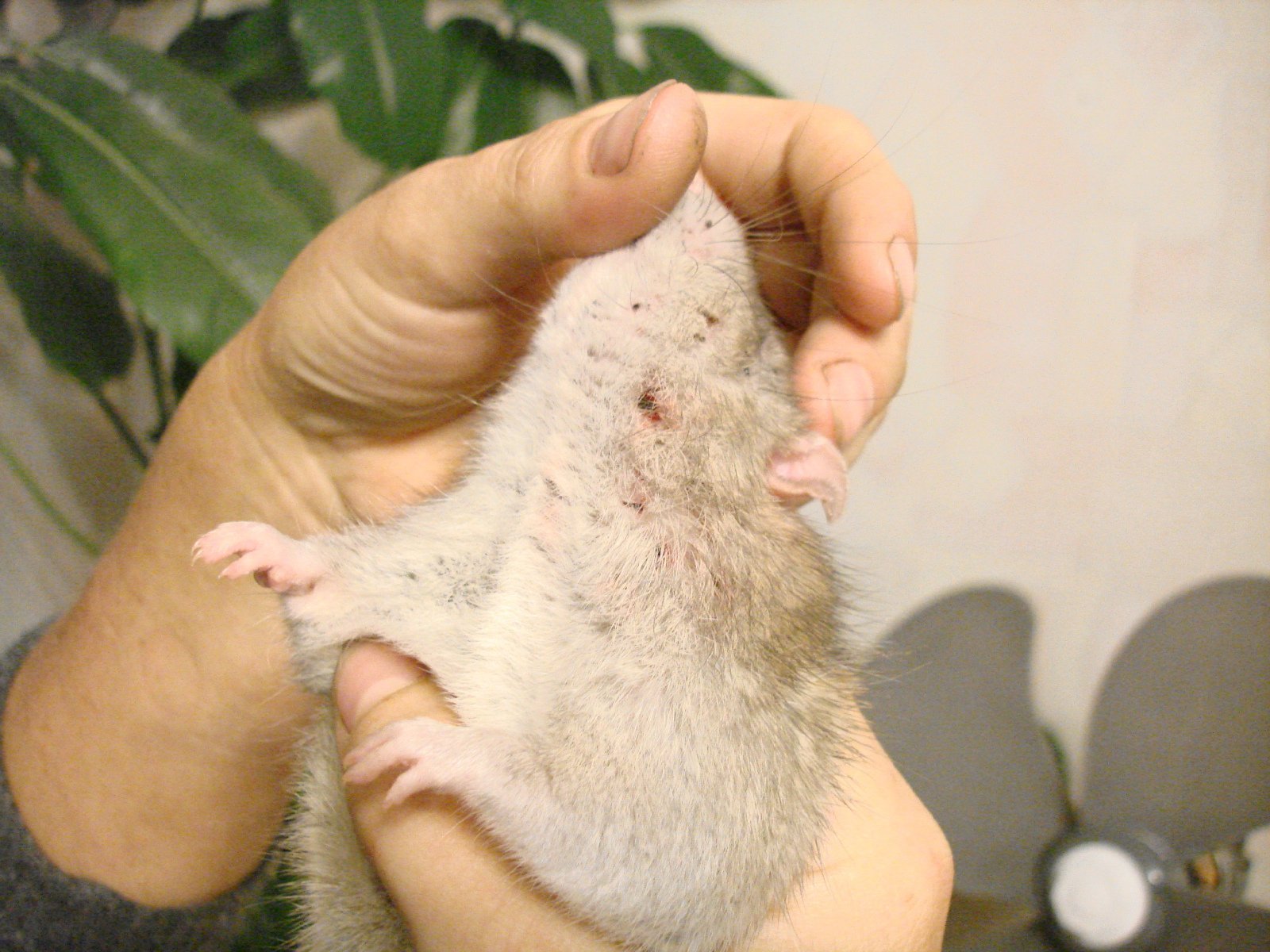 Болезни декоративных крыс, симптомы и лечение