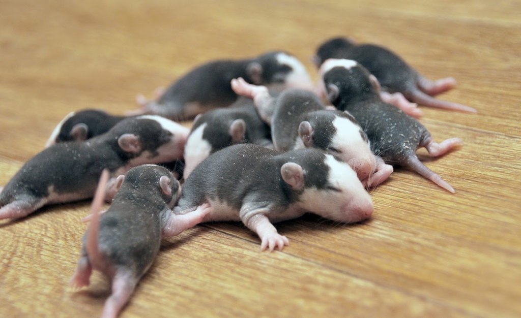 Детеныши крысы