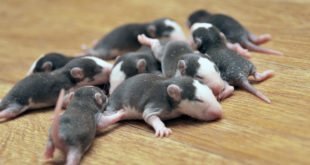 Детеныши крысы