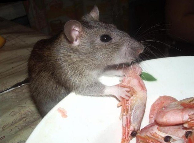 Крыса ест креветку