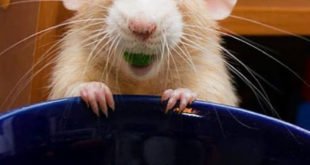 Крыса ест зелень