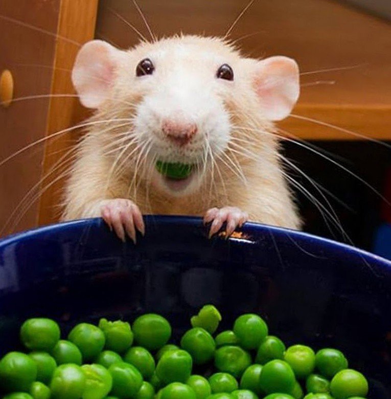 Крыса ест зелень