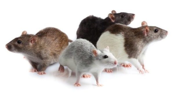 Декоративные крысы на белом фоне
