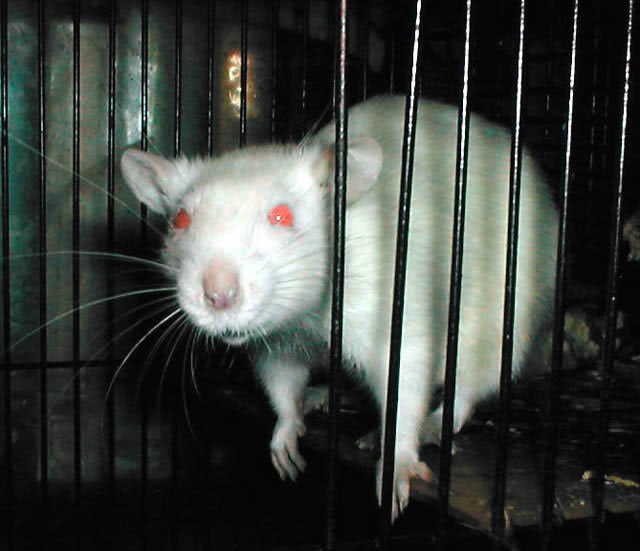 Крыса альбинос в клетке
