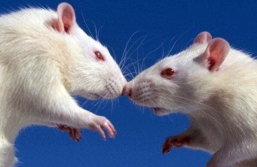 Крысы альбиносы знакомятся друг с другом