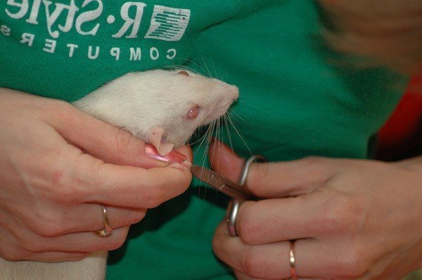 Крысе альбиносу стригут когти