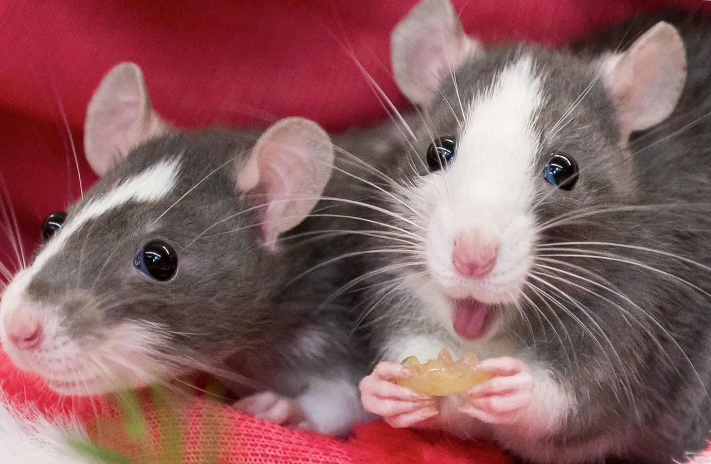 Милые домашние крысы