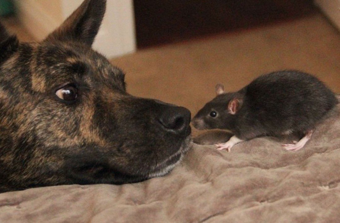 Домашняя крыса с собакой