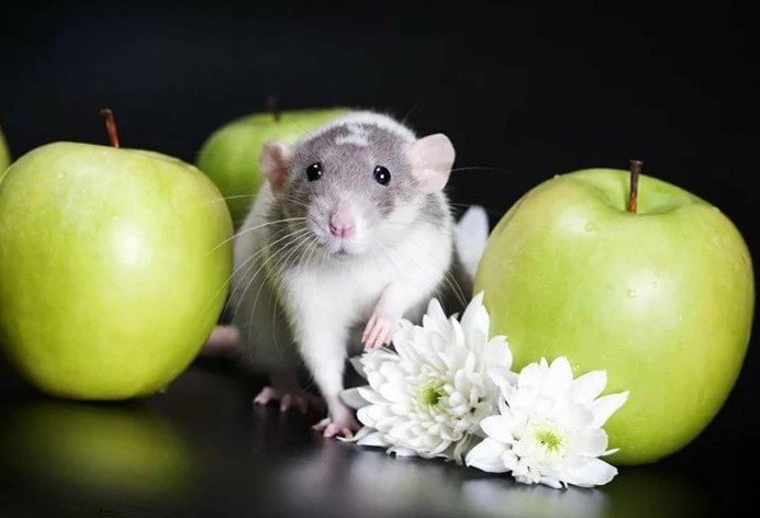 Декоративная крыса и яблоки