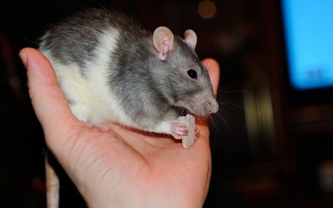 Домашняя крыса на руках