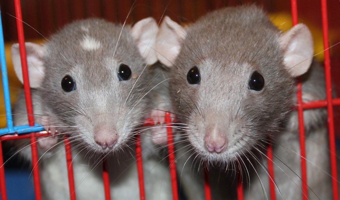 Милые домашние крысы