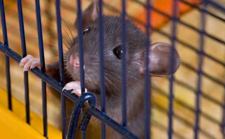 Декоративная крыса наблюдает с клетки