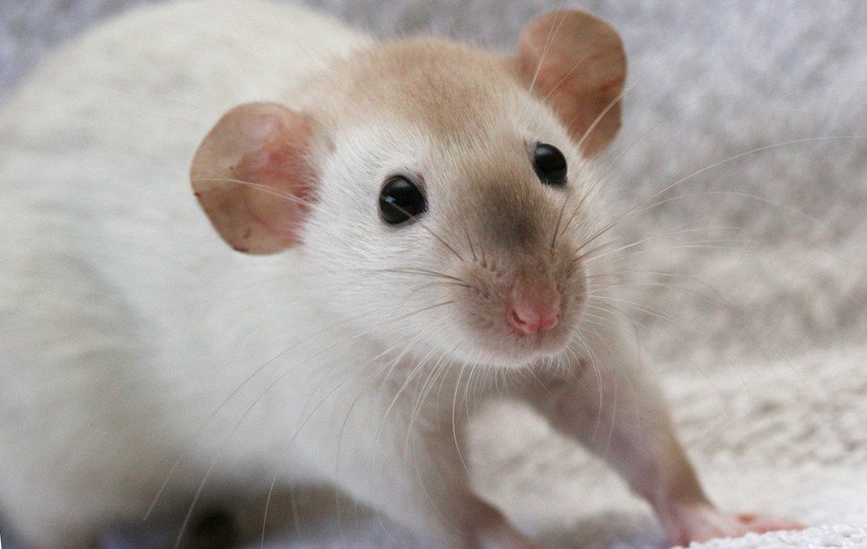 Крыса дамбо-сиамская