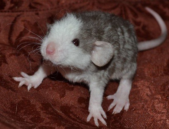 Маленькая крыса породы дамбо-рекс