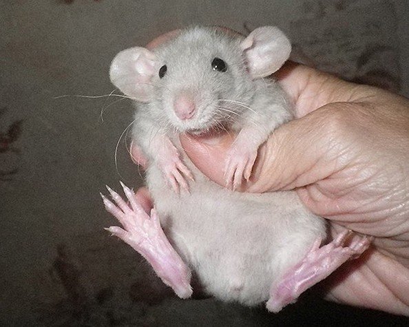 Маленькая крыса
