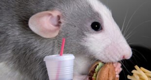 Крыса дамбо и вредная еда