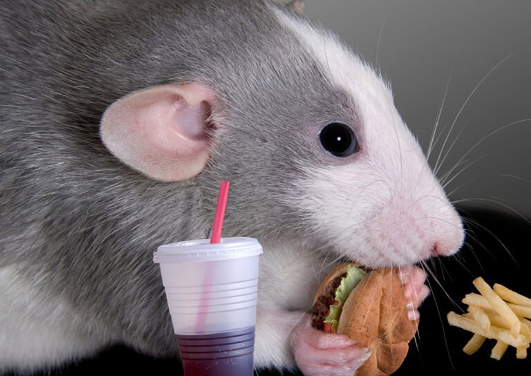 Крыса дамбо и вредная еда