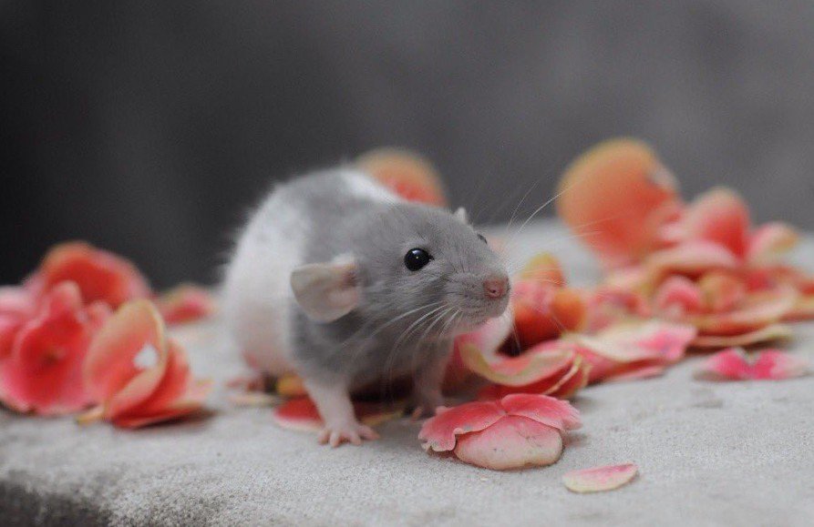 Декоративная крыса с лепестками цветка