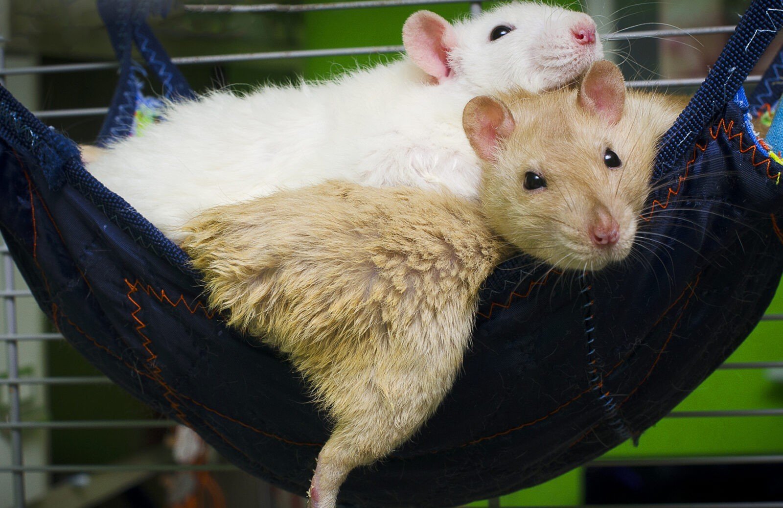 Две милые декоративные крысы