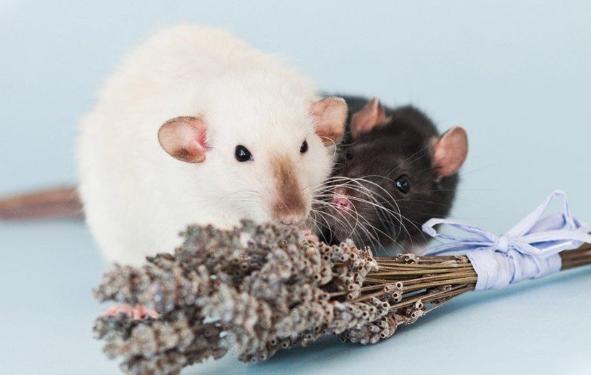 Две милые домашние крысы рядом с цветами