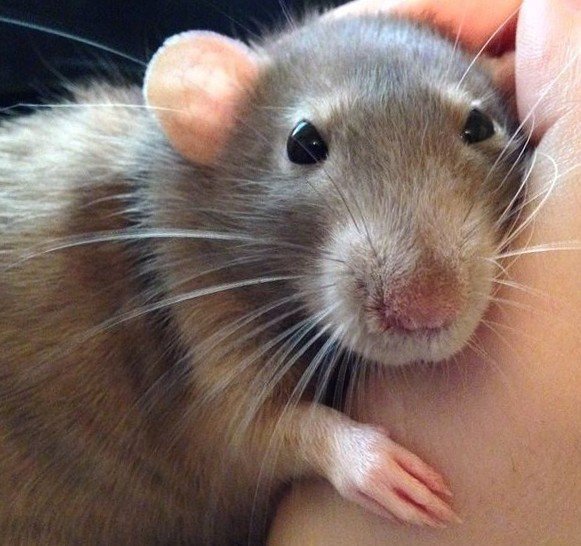 Домашняя крыса лежит на руке хозяина