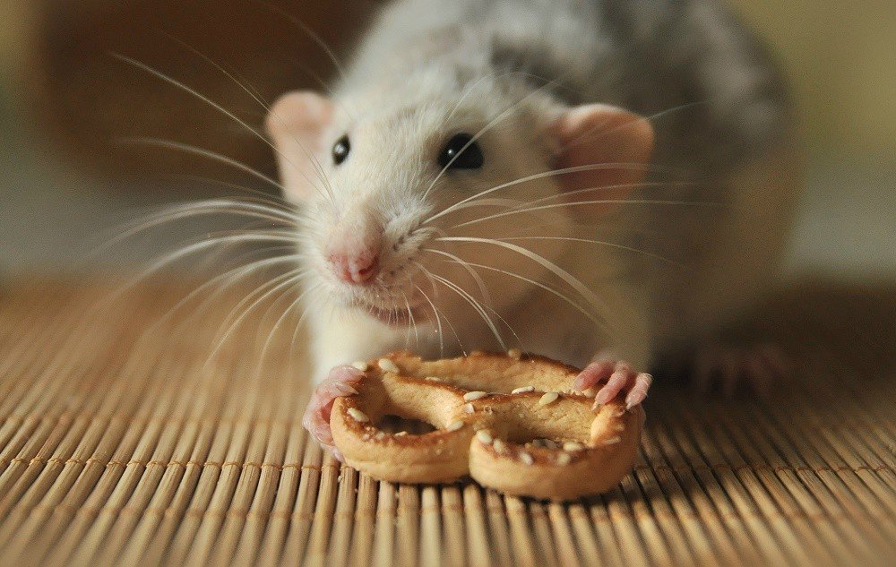 Декоративная крыса хаски ест печеньку