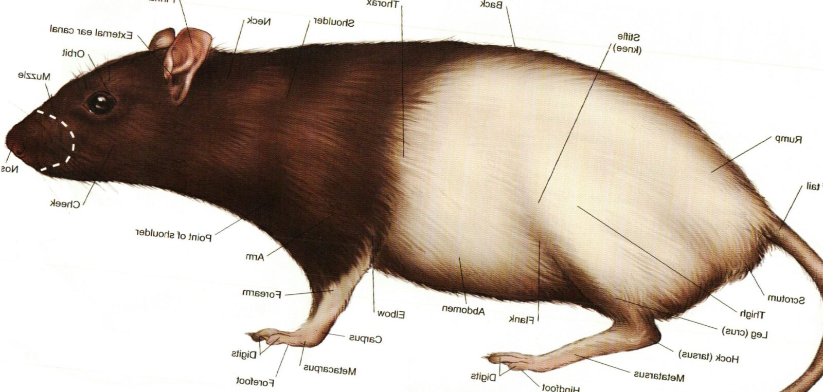 Схема строения крысы