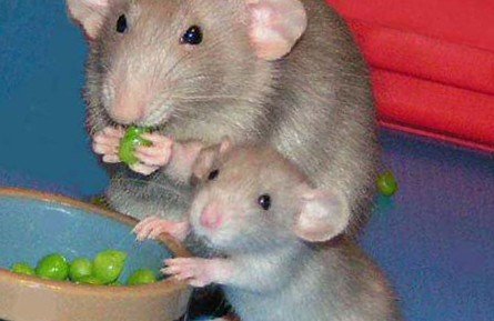Крыса с крысятами