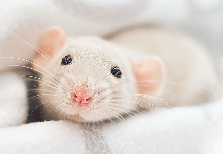 Милая крыса