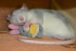 Спящая крыса