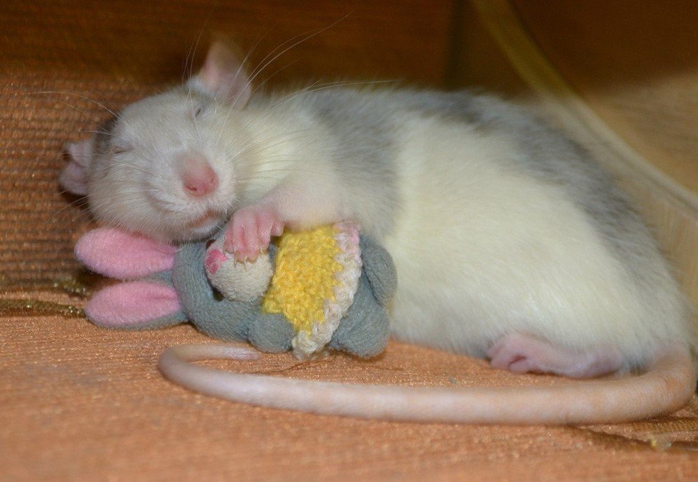 Спящая крыса