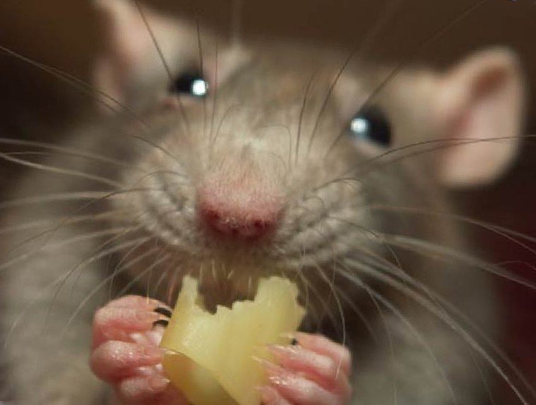 Крыса ест