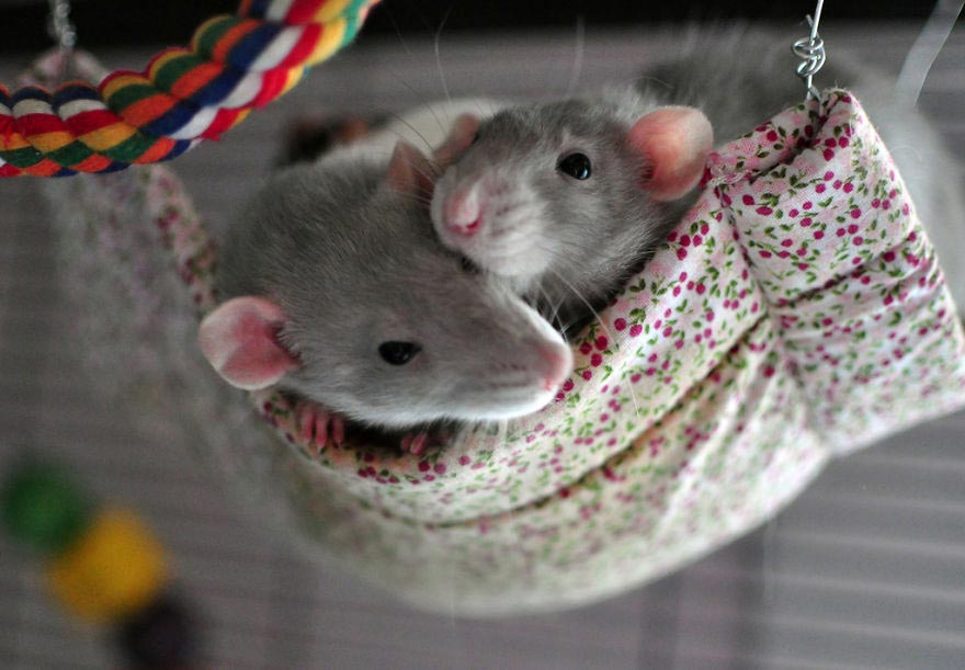 Две крысы на гамаке