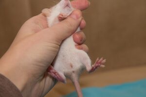 Определение пола домашних крыс