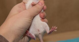 Определение пола домашних крыс