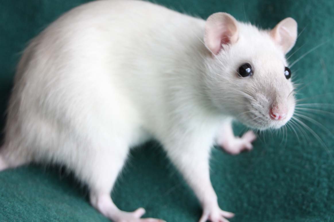 Крыса Дамбо белая с черными глазами