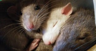 Две милые крыски