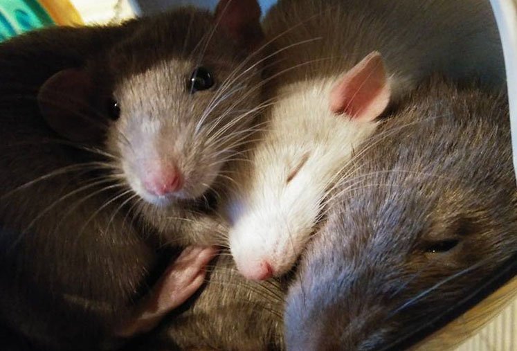 Две милые крыски дамбо