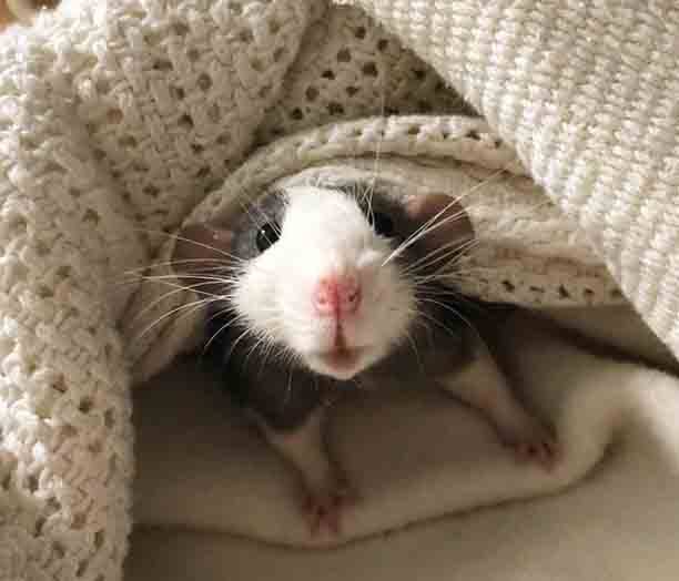 Милая крыса