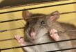 Домашние крысы в клетке