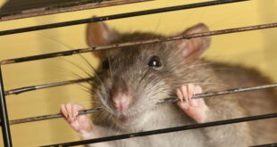 Домашние крысы в клетке