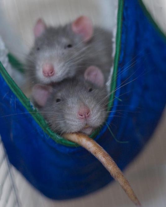 Домашние крысы в гамаке