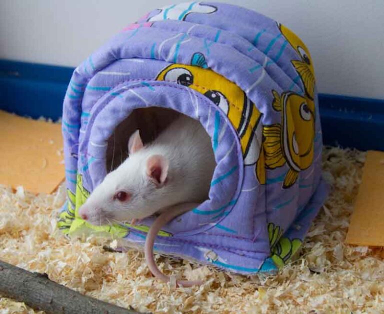 Домики для домашних крыс