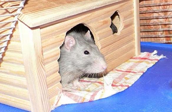 Домики для крысят