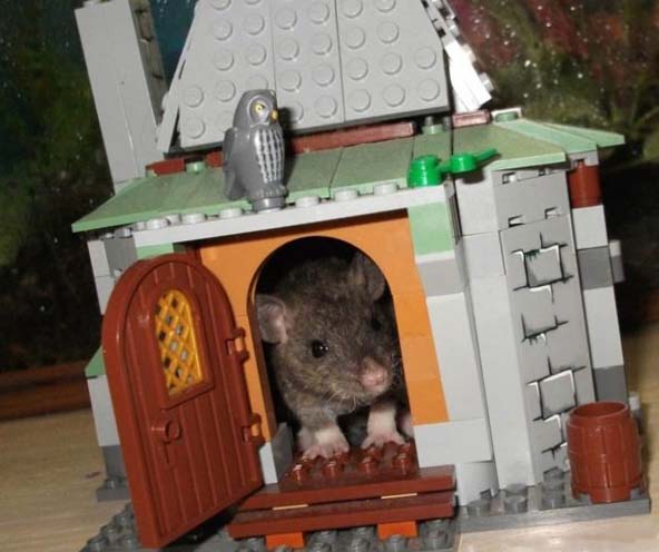 Домик для крысы из лего