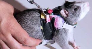 Крыски в одежде