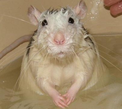 Крыса Дамбо моется