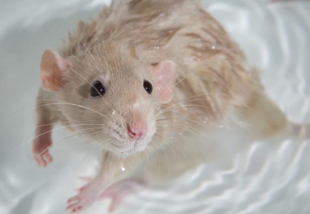  Крыса Дамбо моется
