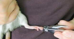 Как подстричь крысе когти